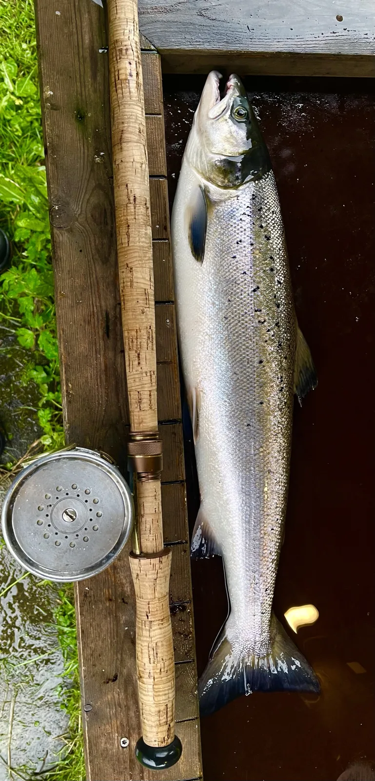 Freshly caught salmon beside a fly rod